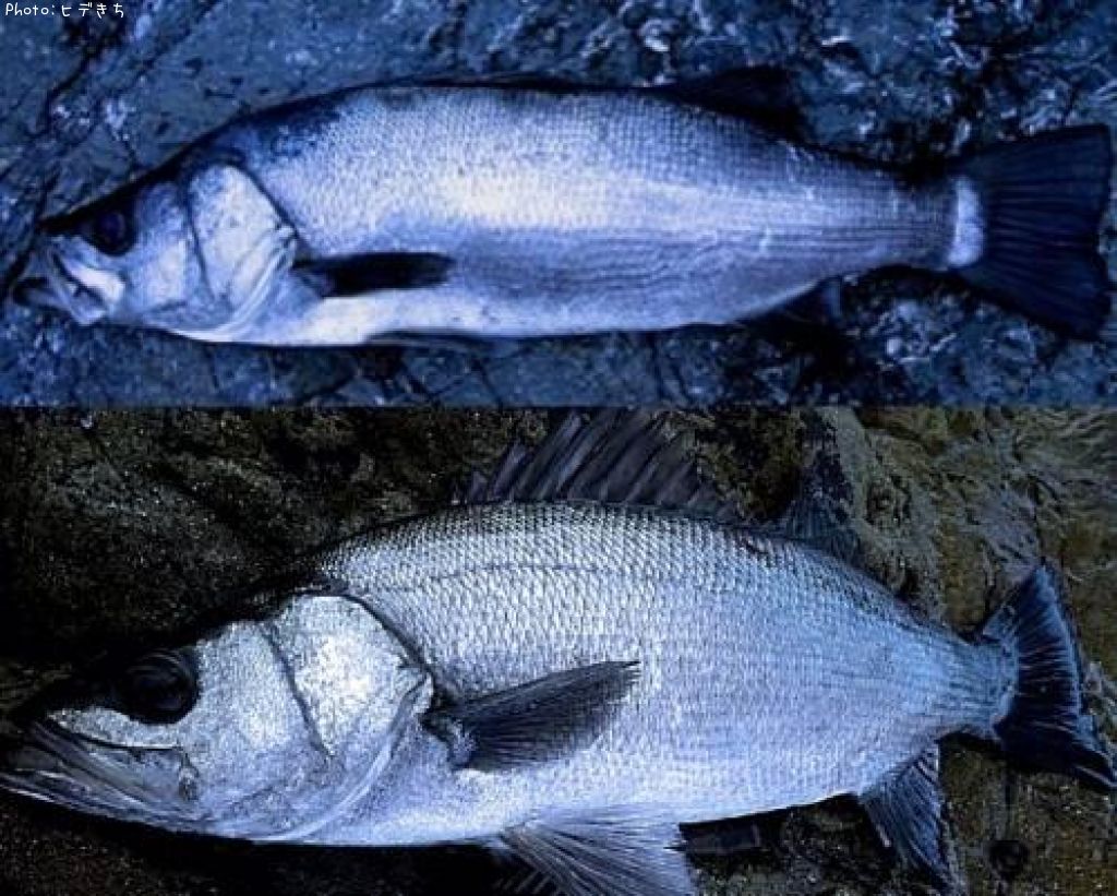 �ҥ饹����