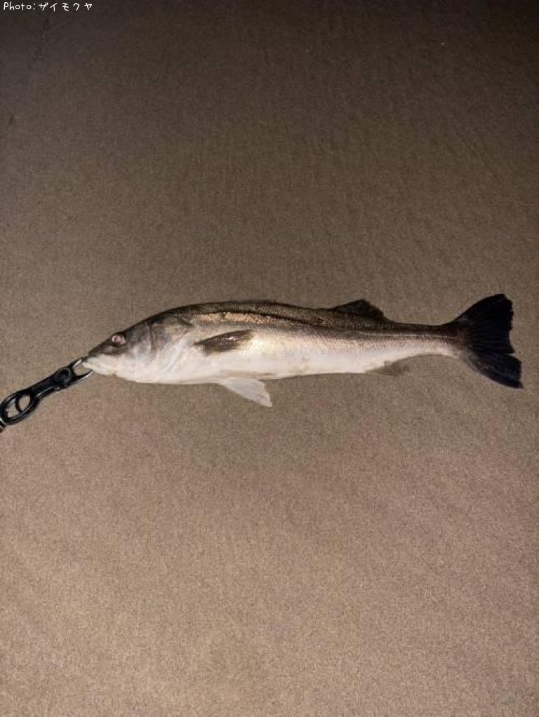 �����Х�