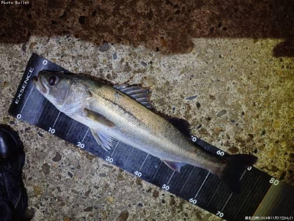 �����Х�