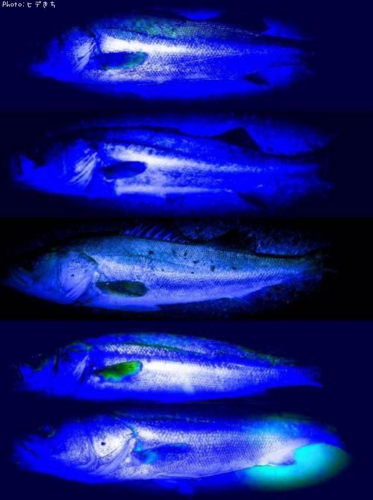 �����Х�