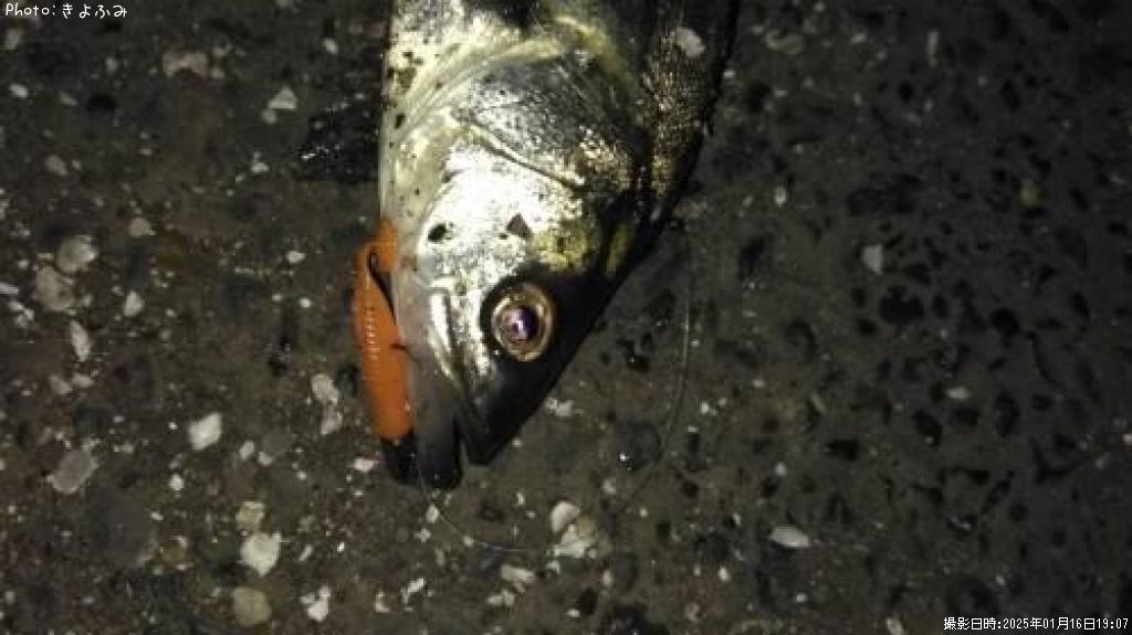 �����Х�