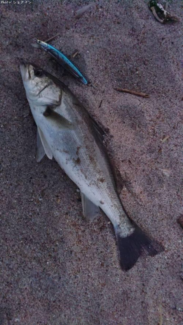 �����Х�