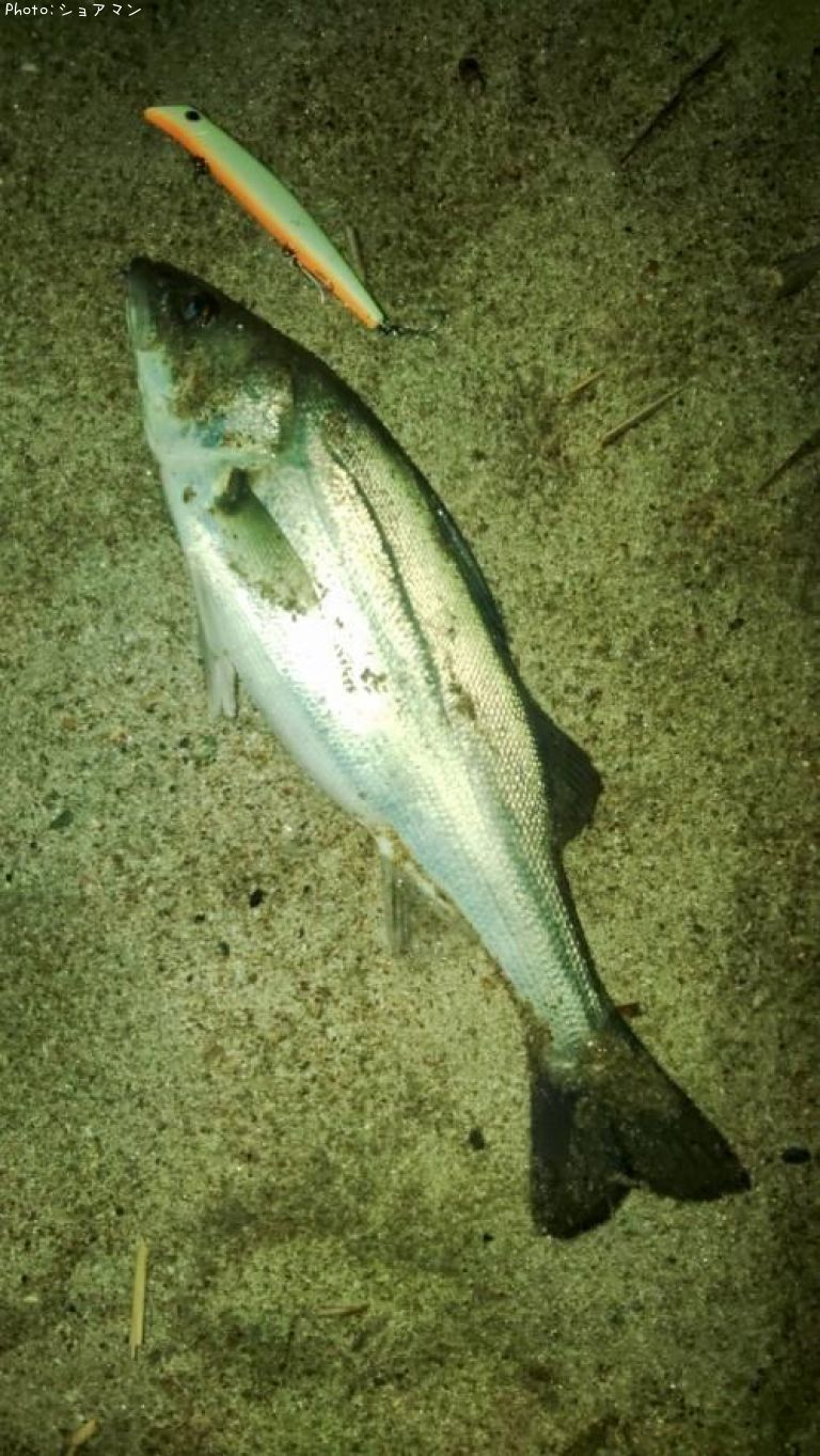 �����Х�