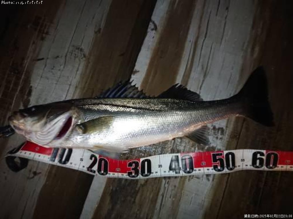 �����Х�