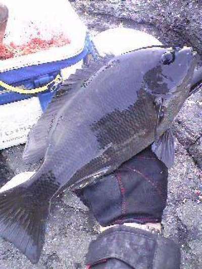 �����᥸��