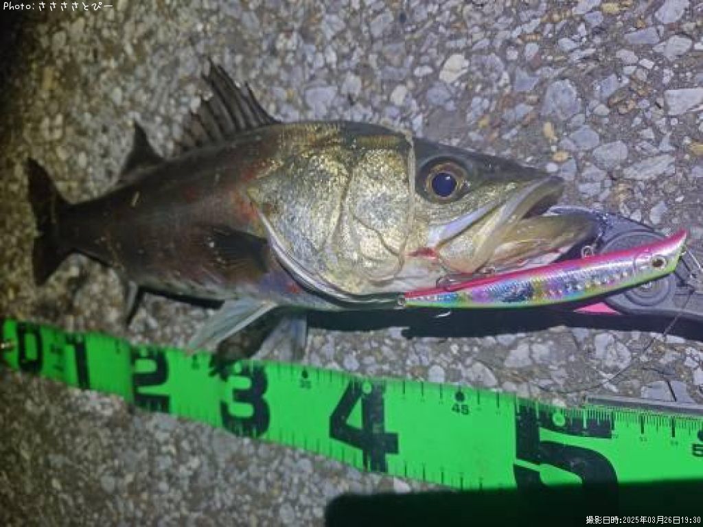 �����Х�