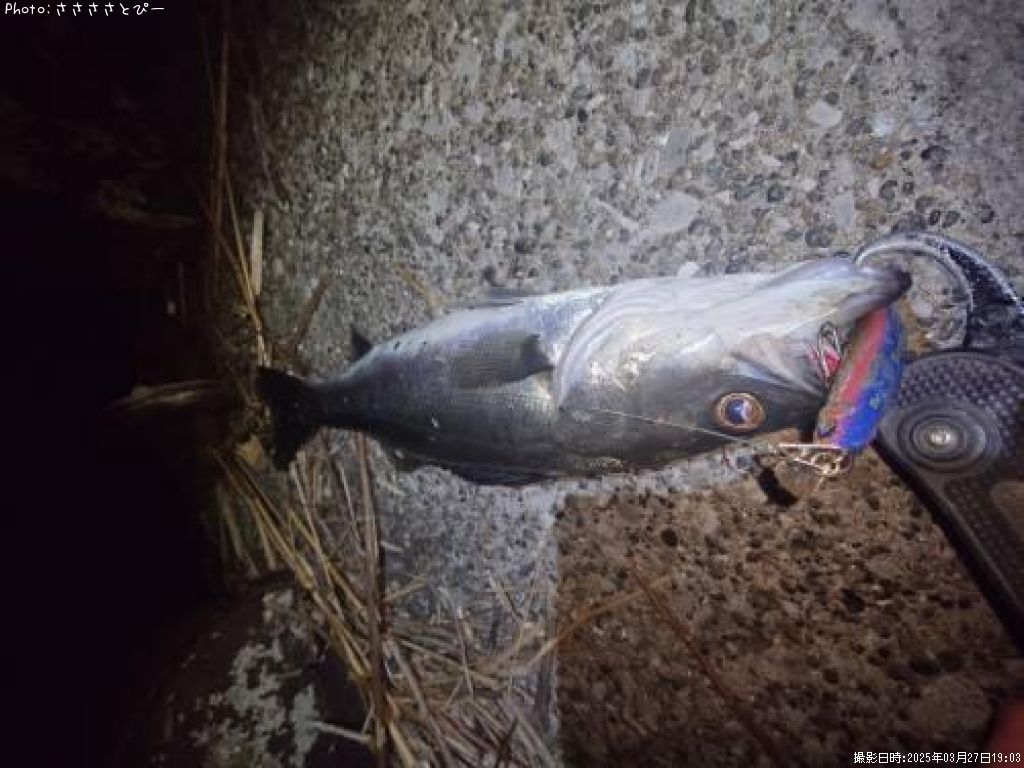 �����Х�