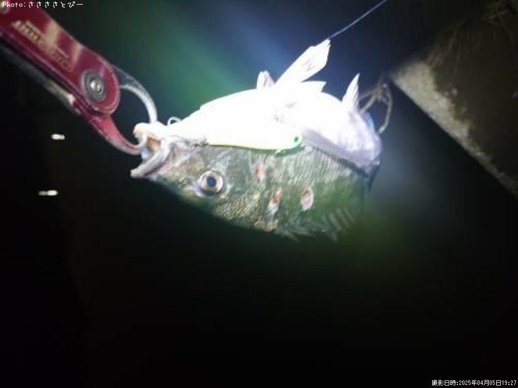 ��������