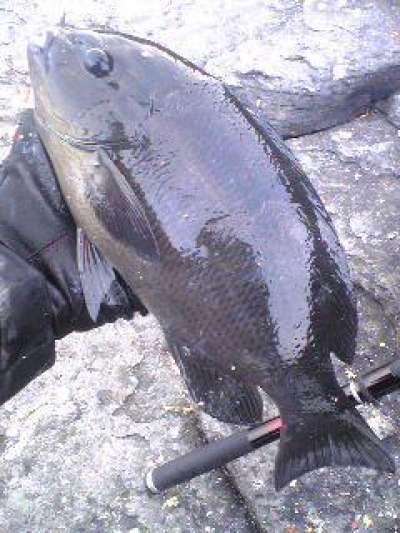 �����᥸��