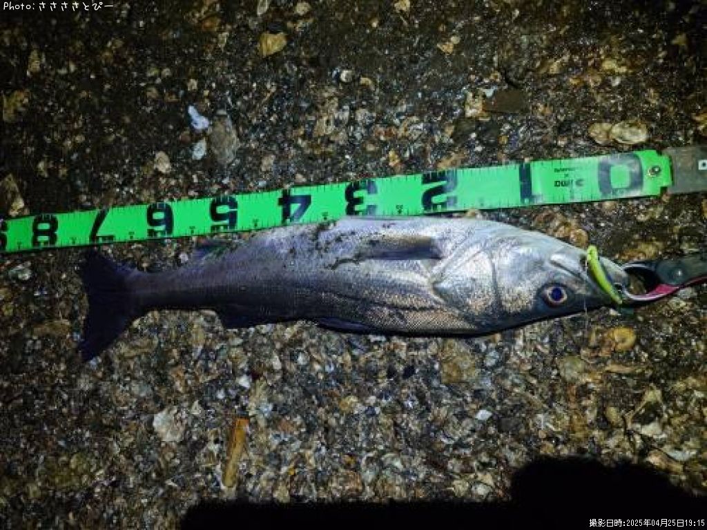 �����Х�