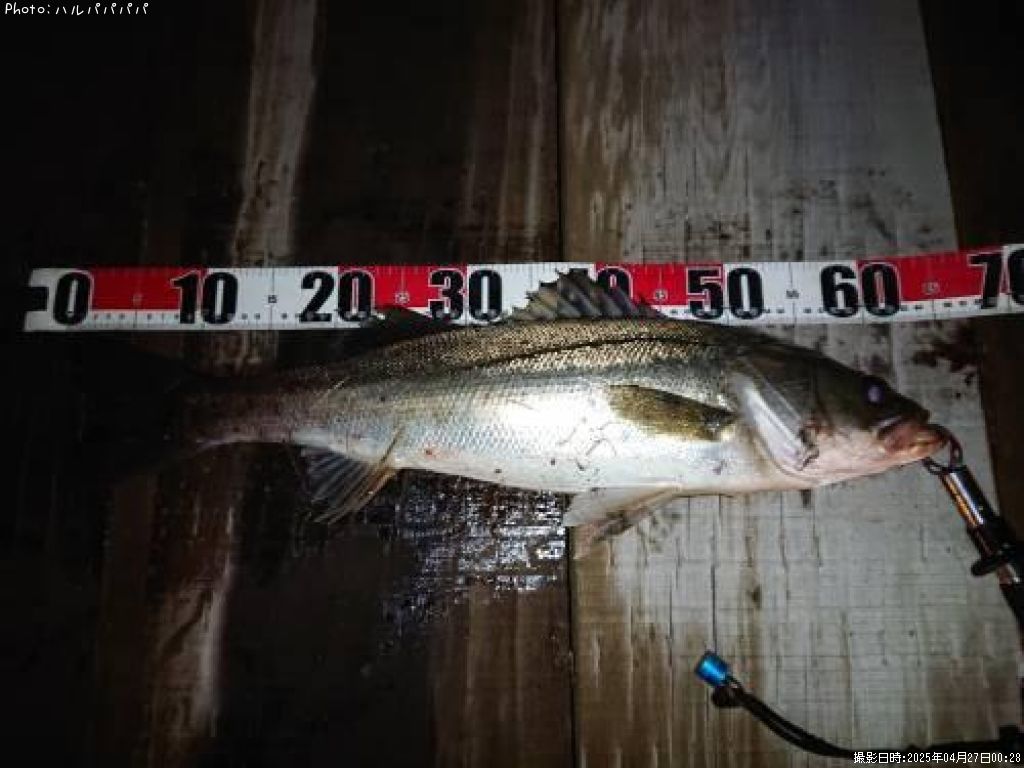 �����Х�����������