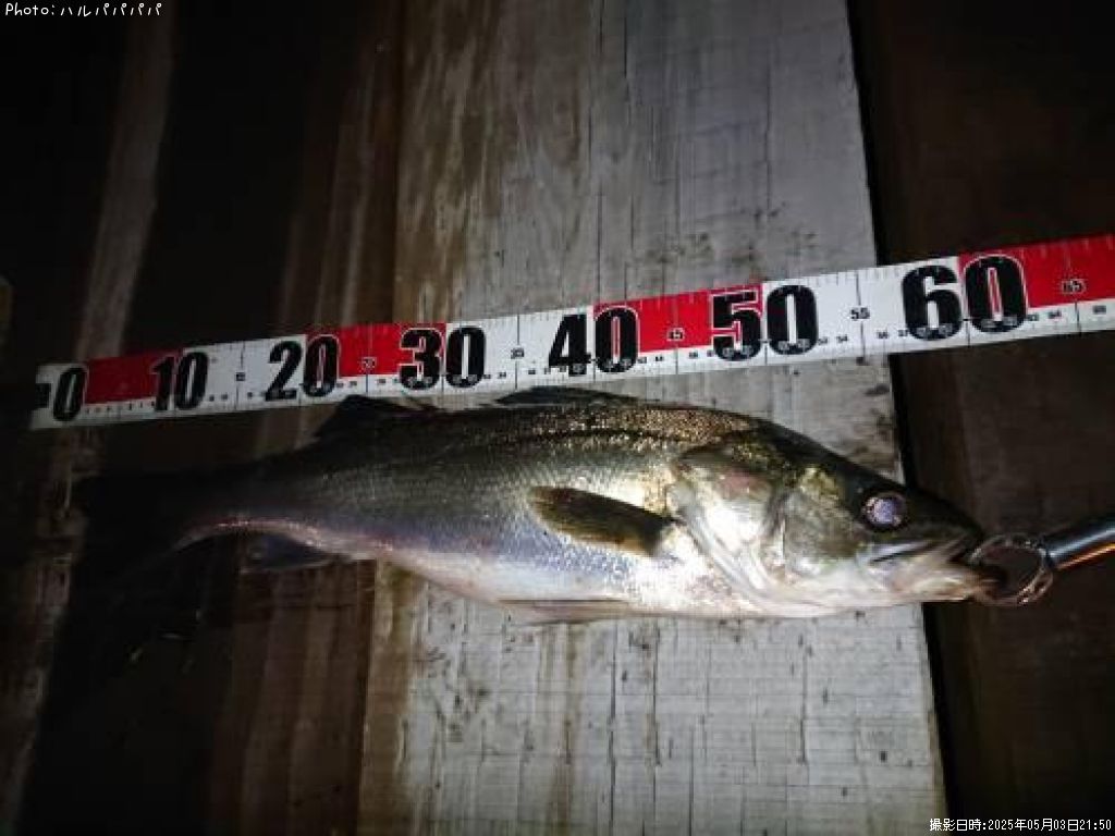 �����Х�����������