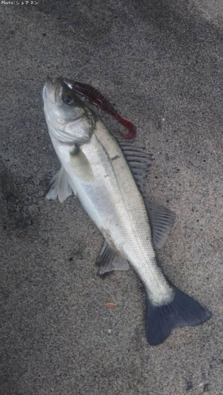 �����Х�