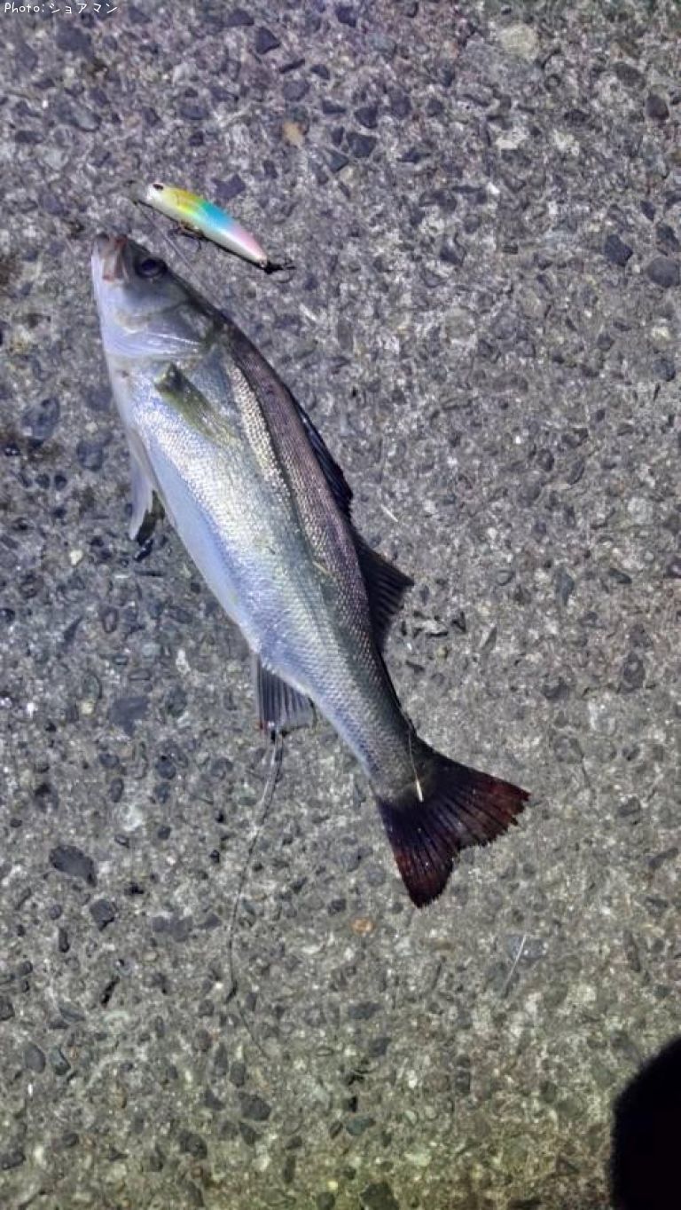 �����Х�