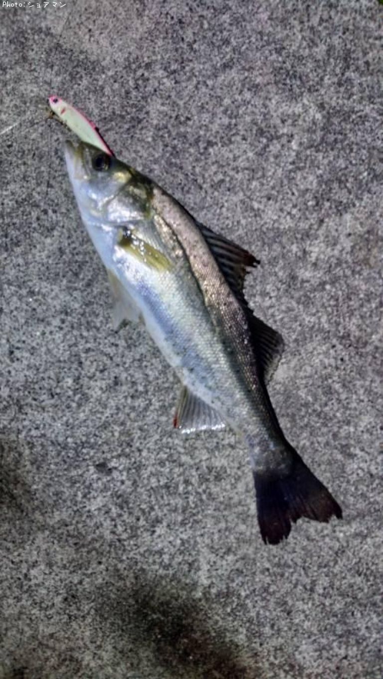 �����Х�