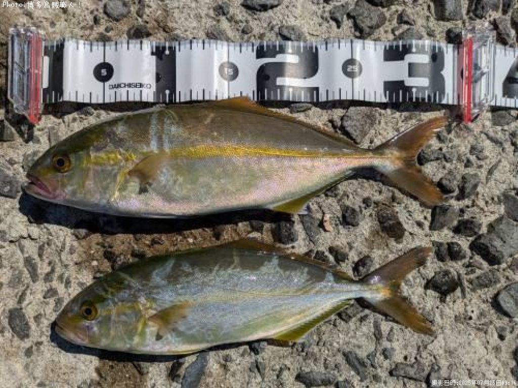 �ͥꥴ�ʥ���ѥ���