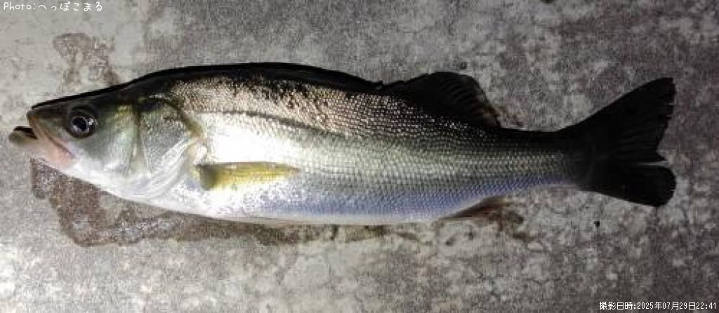 �����Х�