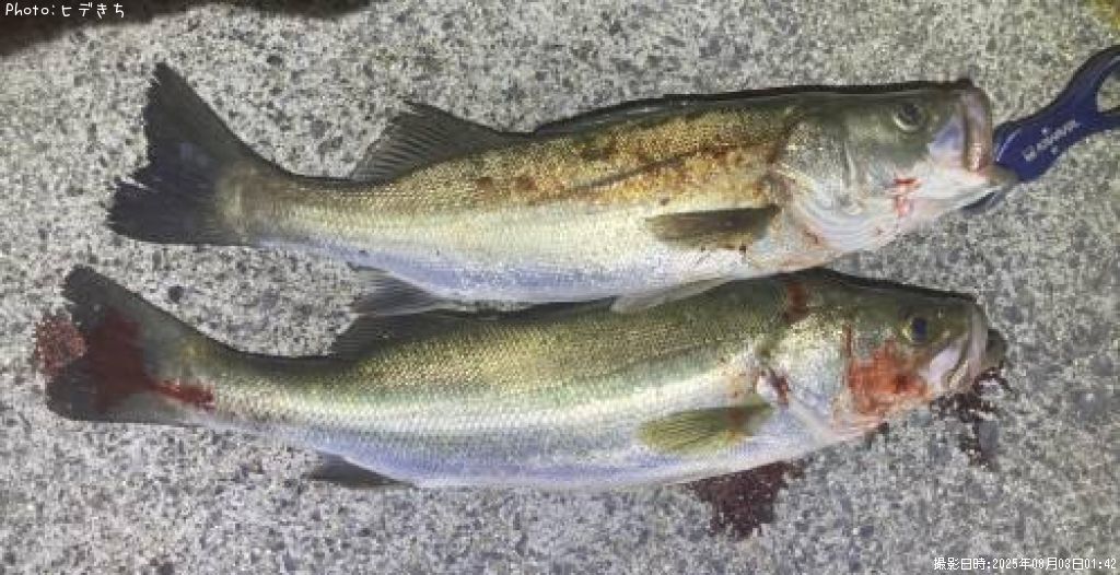 �����Х�