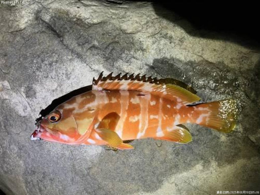 �����ϥ�