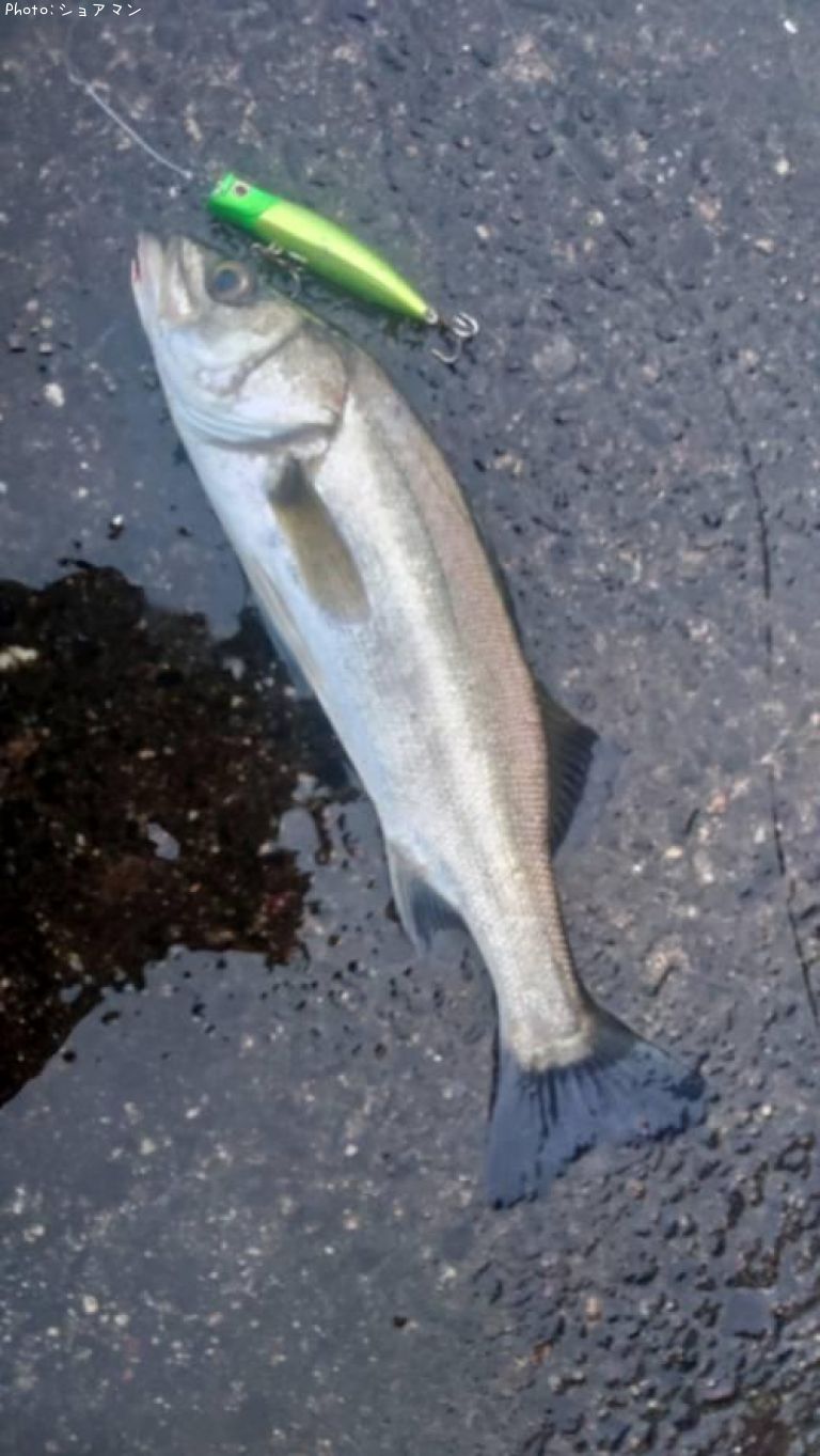 �����Х�