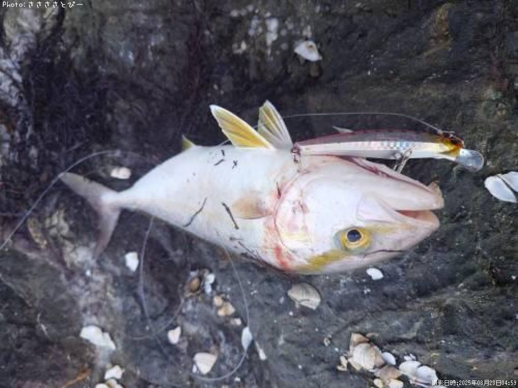 ���祴�����ޥ�