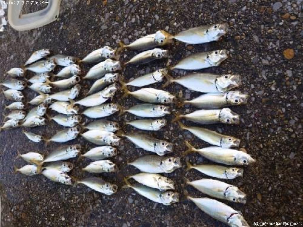 ���������ޥ���������