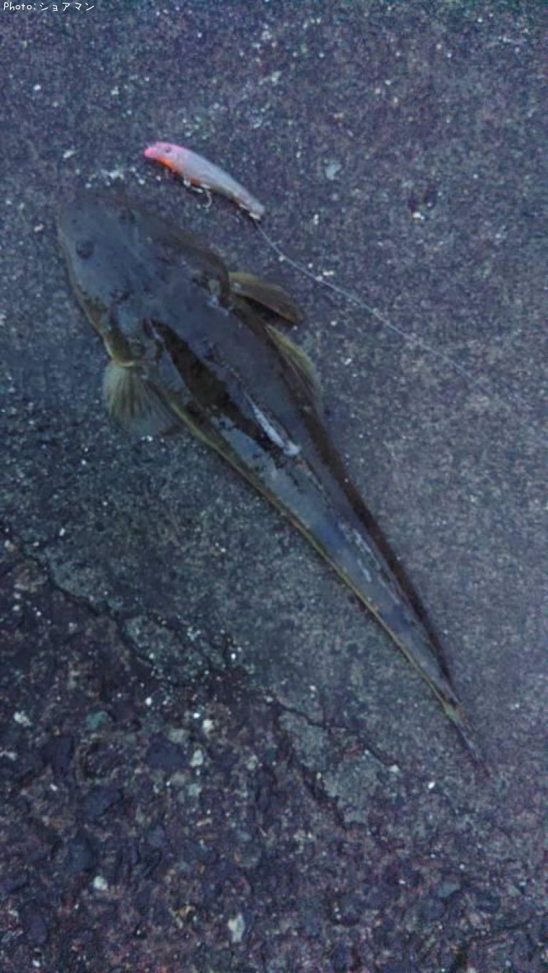 �ޥ���