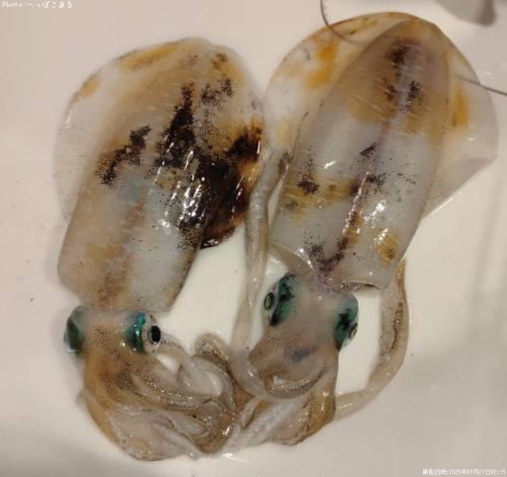 �����ꥤ��