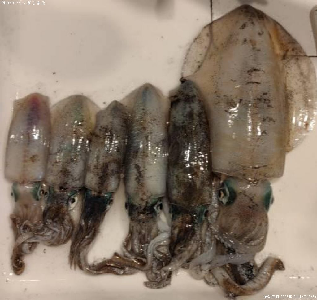 �����ꥤ��