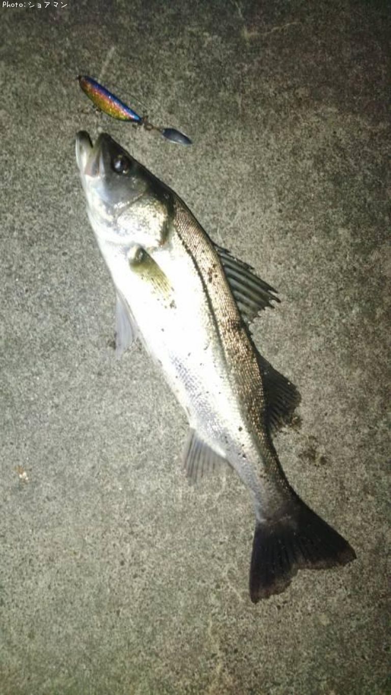 �����Х�