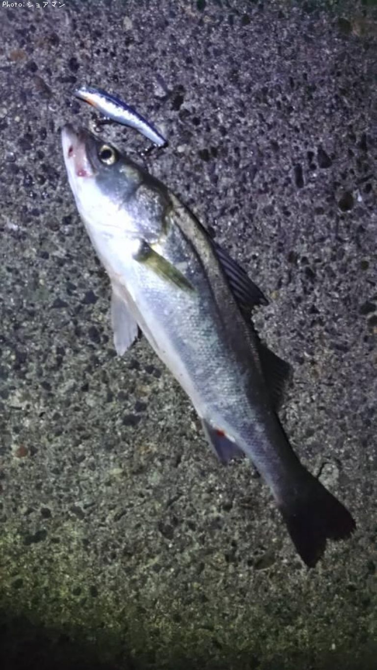 �����Х�