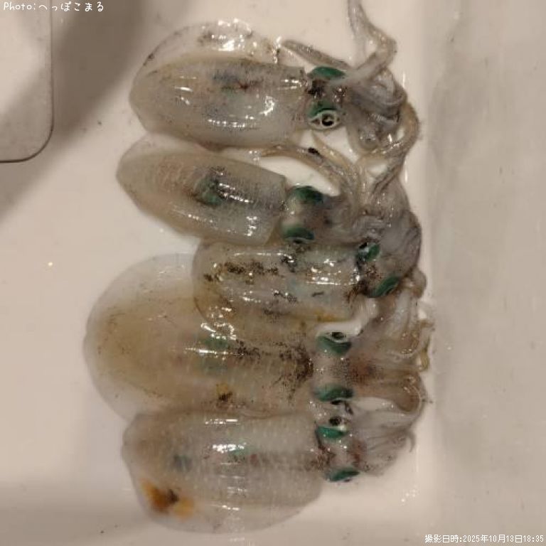 �����ꥤ��