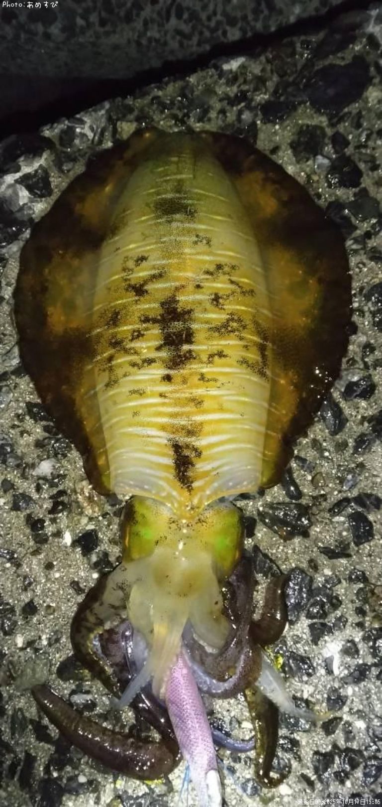 �����ꥤ��