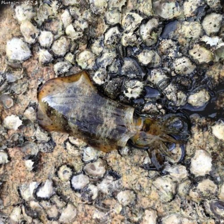 �����ꥤ��