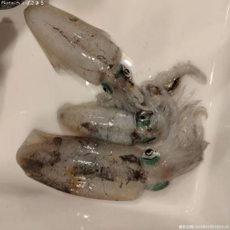 �����ꥤ��