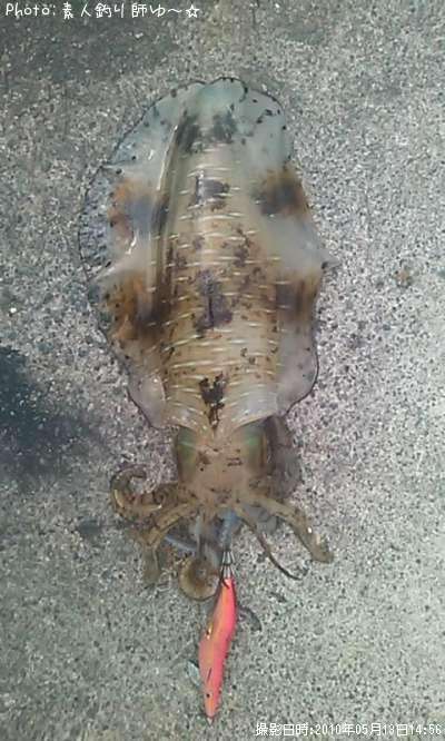 �����ꥤ��