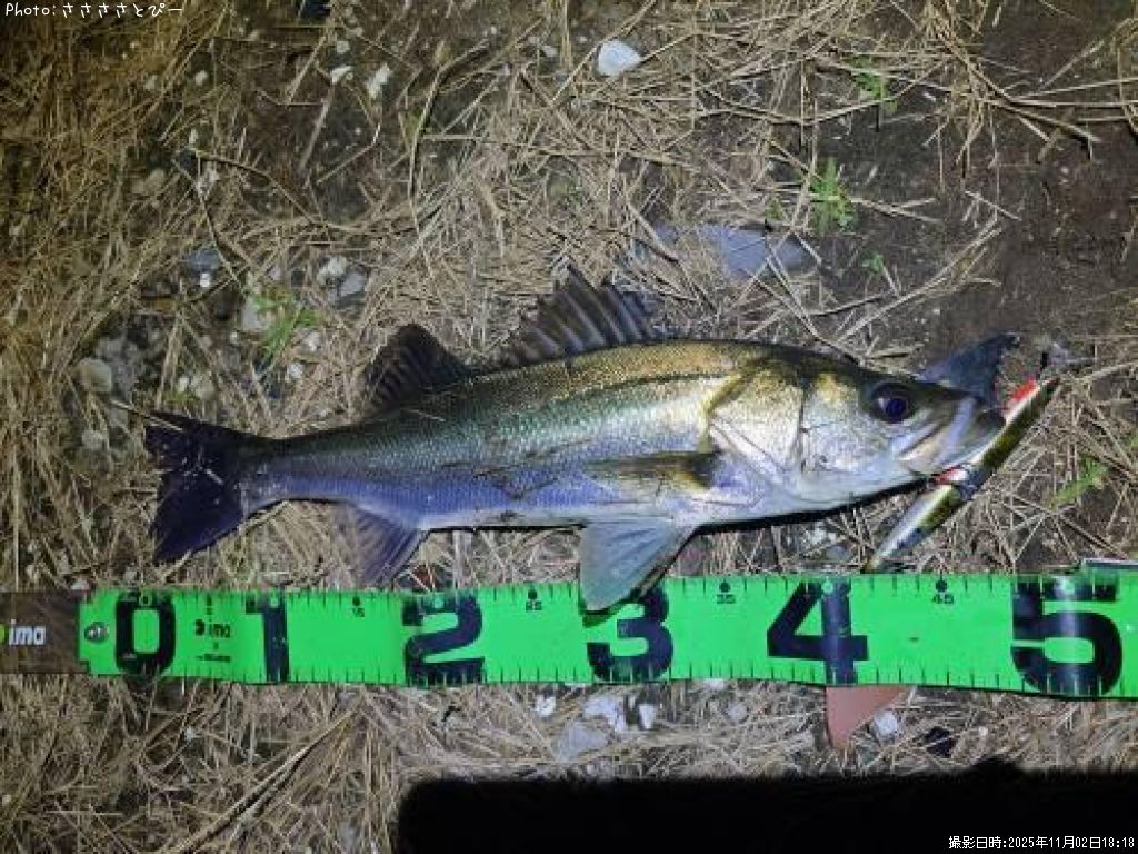 �����Х�