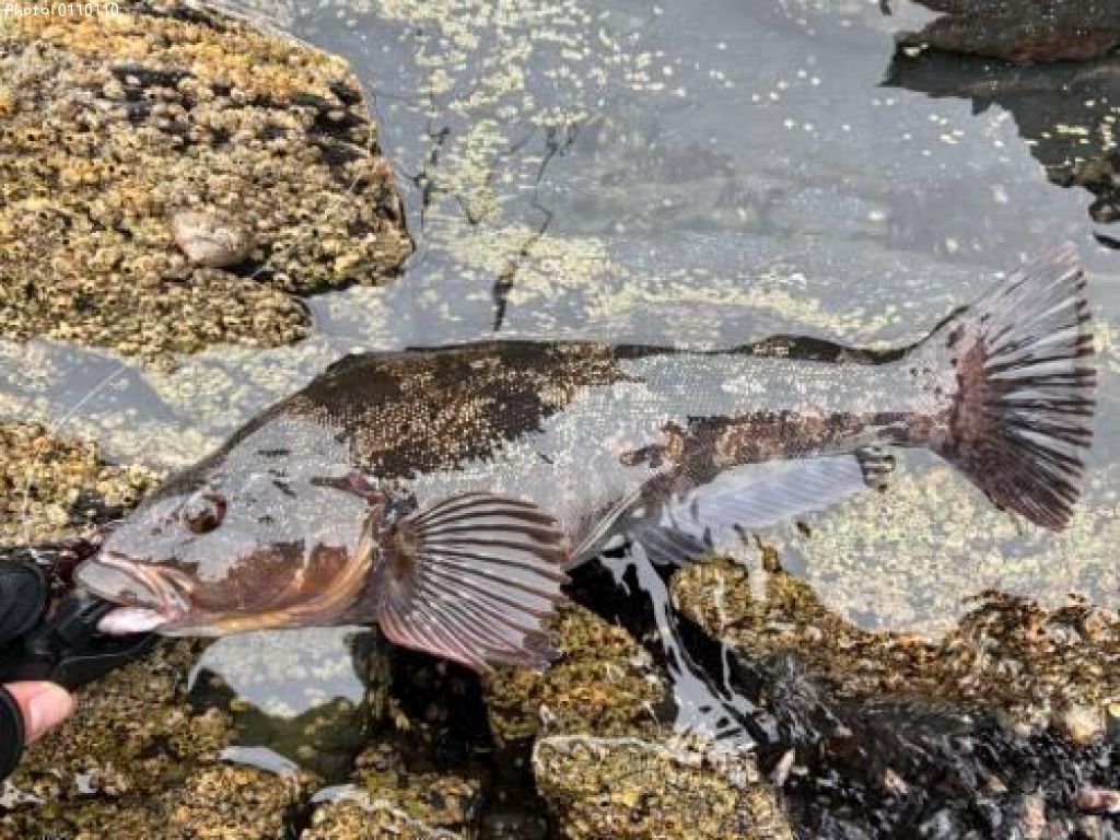 �����ʥ�