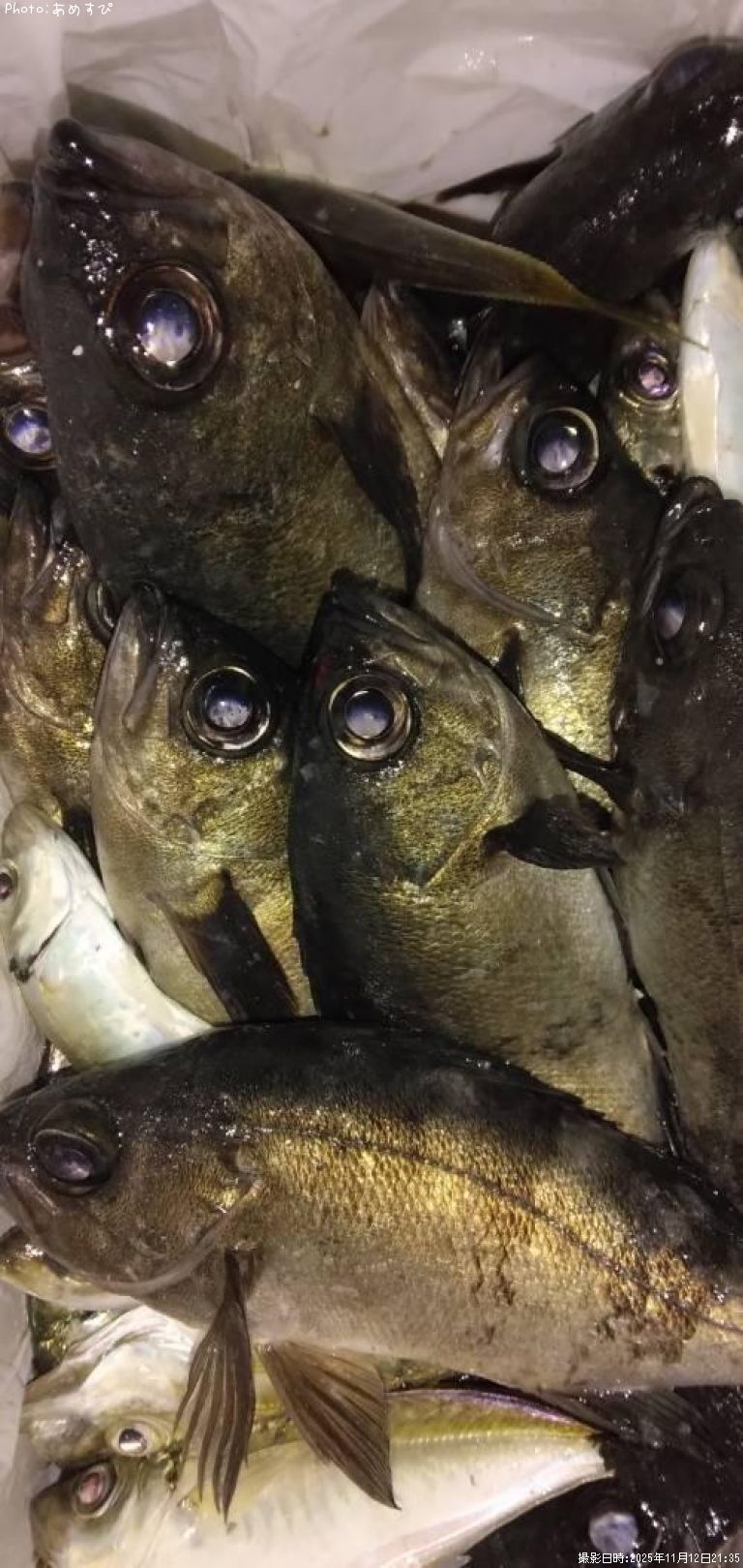 ��������Х�