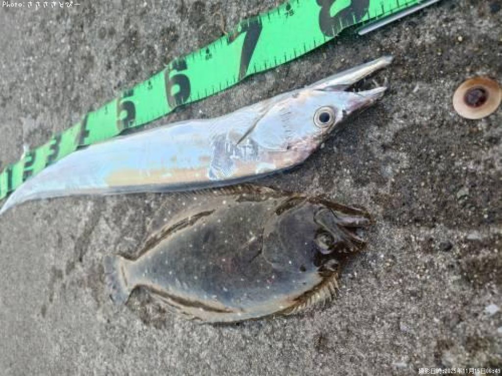 �ҥ��������