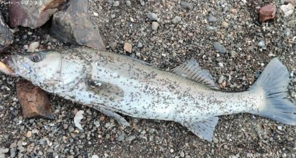 �����Х�