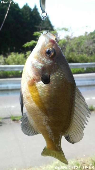 �֥롼����