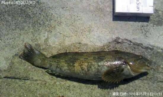 �����ʥ�