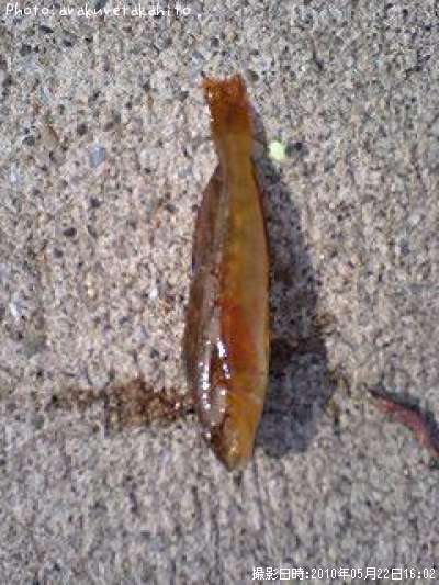 �����ʥ�