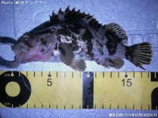 �����Υ���Х�