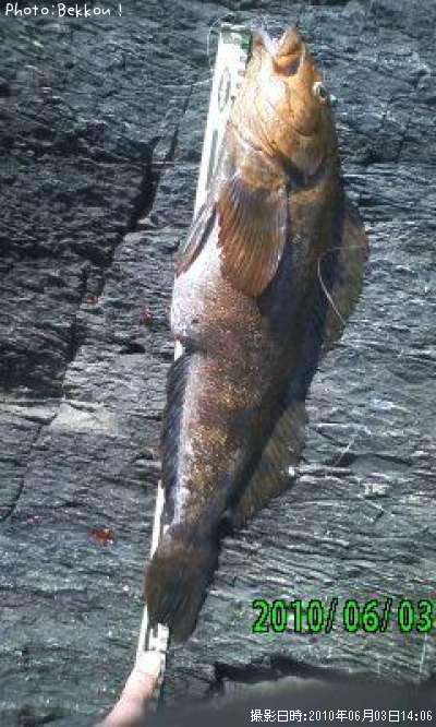 �����ʥ�