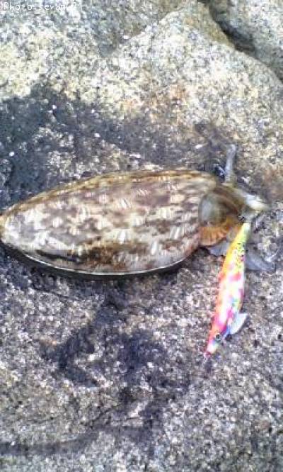 ��󥴥�����