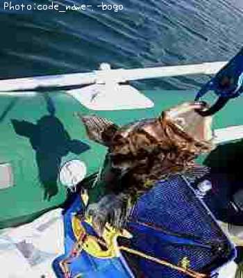 �٥å�������