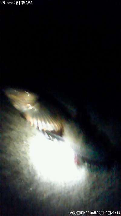 �����ʥ�