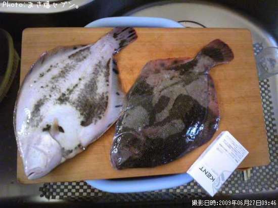 �ޥĥ��塞�쥤